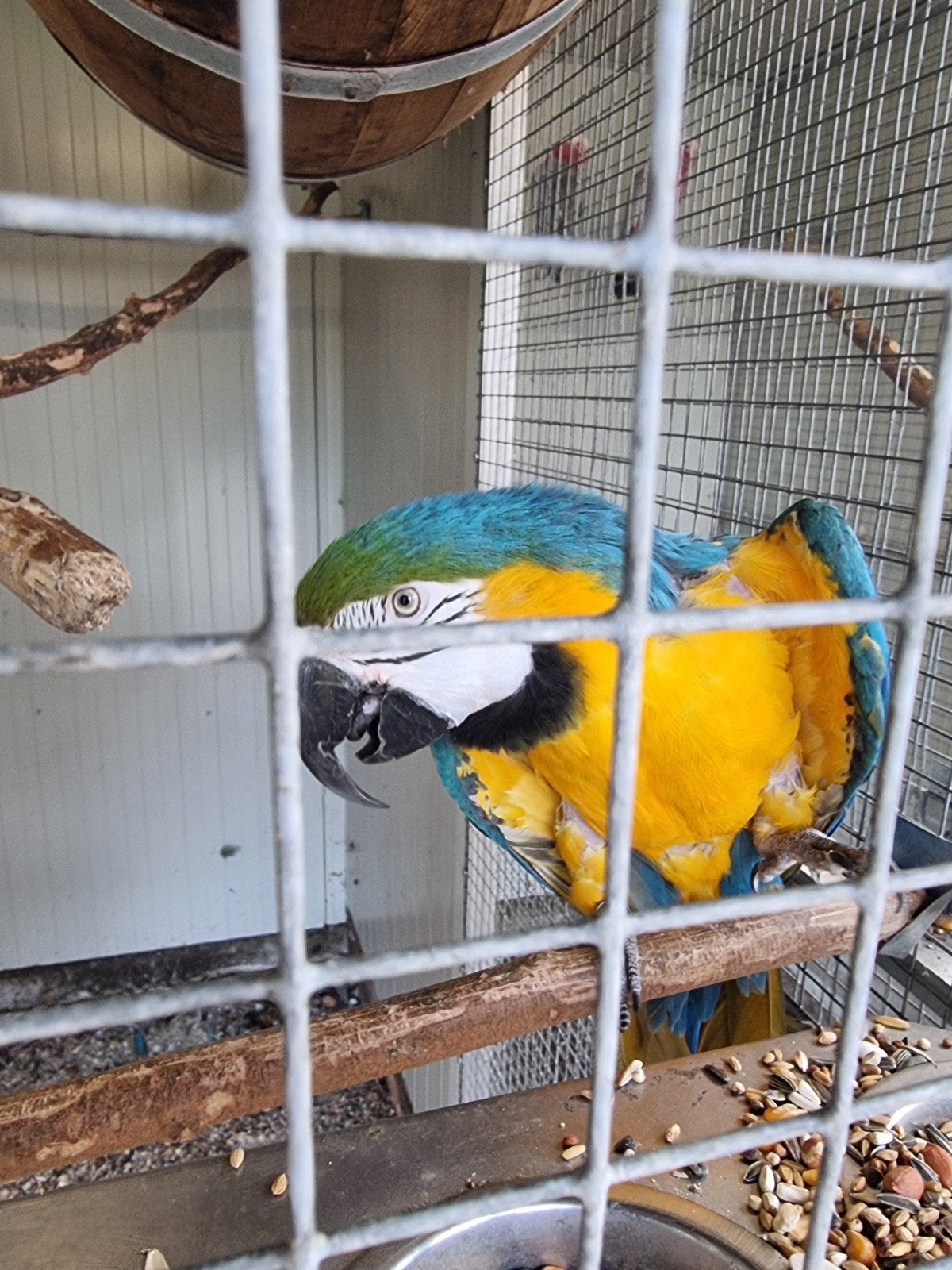 2 blauw gele ara poppen met dna, Dieren en Toebehoren, Vrouwelijk, Papegaai, Pratend