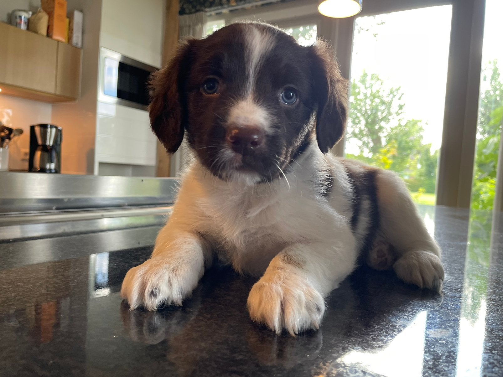 Friese stabij pups, 8 tot 15 weken, Meerdere, Meerdere dieren, Middel