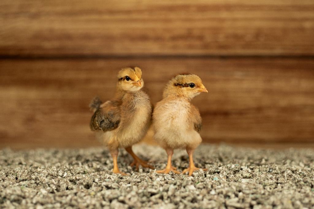 Welsumer groot kippen kuikens | Gesekst en Ingeënt, Dieren en Toebehoren, Pluimvee, Vrouwelijk, Kip