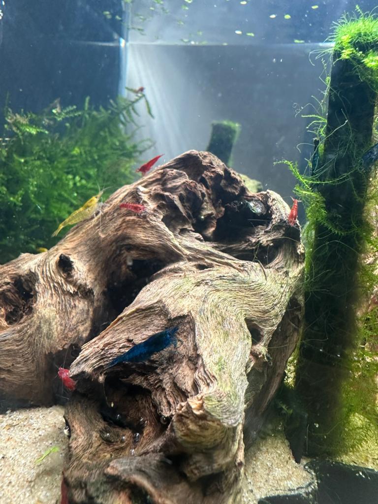 Verschillende kleuren garnalen, Dieren en Toebehoren, Vissen | Aquariumvissen, Kreeft, Krab of Garnaal