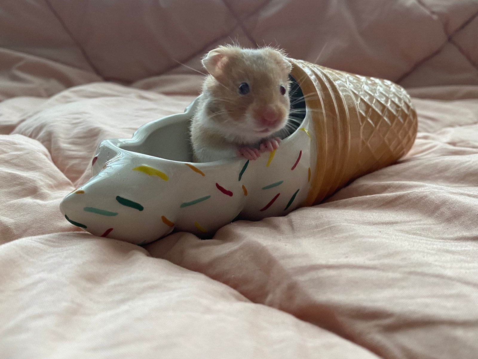 Goudhamster vrouwtje, Dieren en Toebehoren, Knaagdieren, Hamster, April, Vrouwelijk, Tam