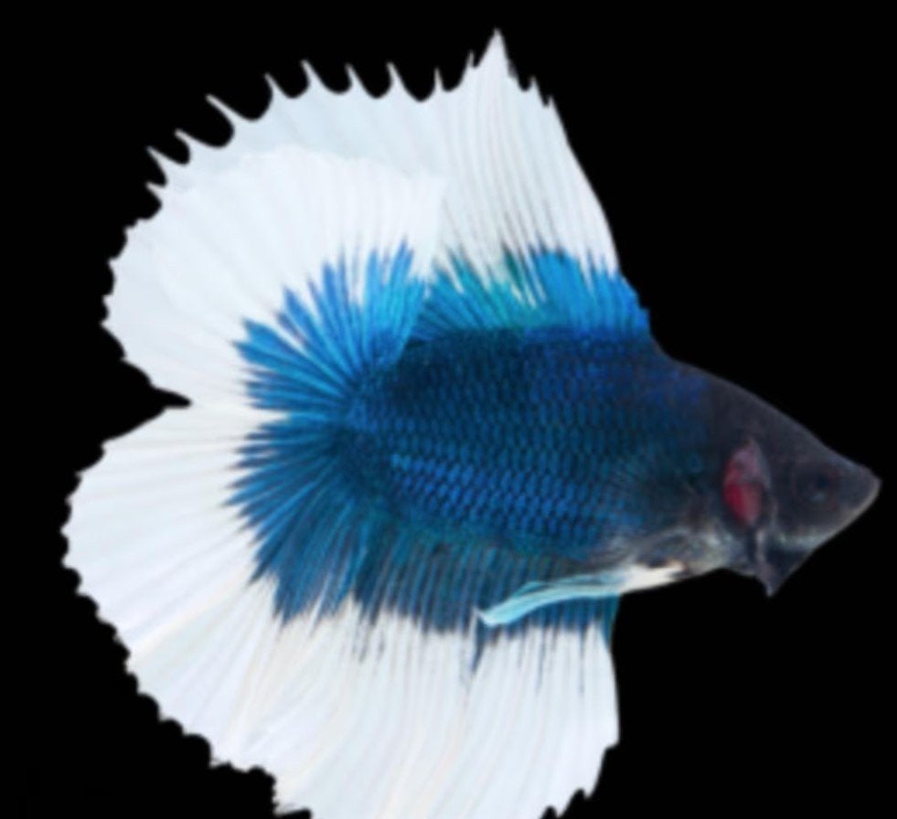 Betta - Plakat Halfmoon Fancy Double Tail - Koidreams