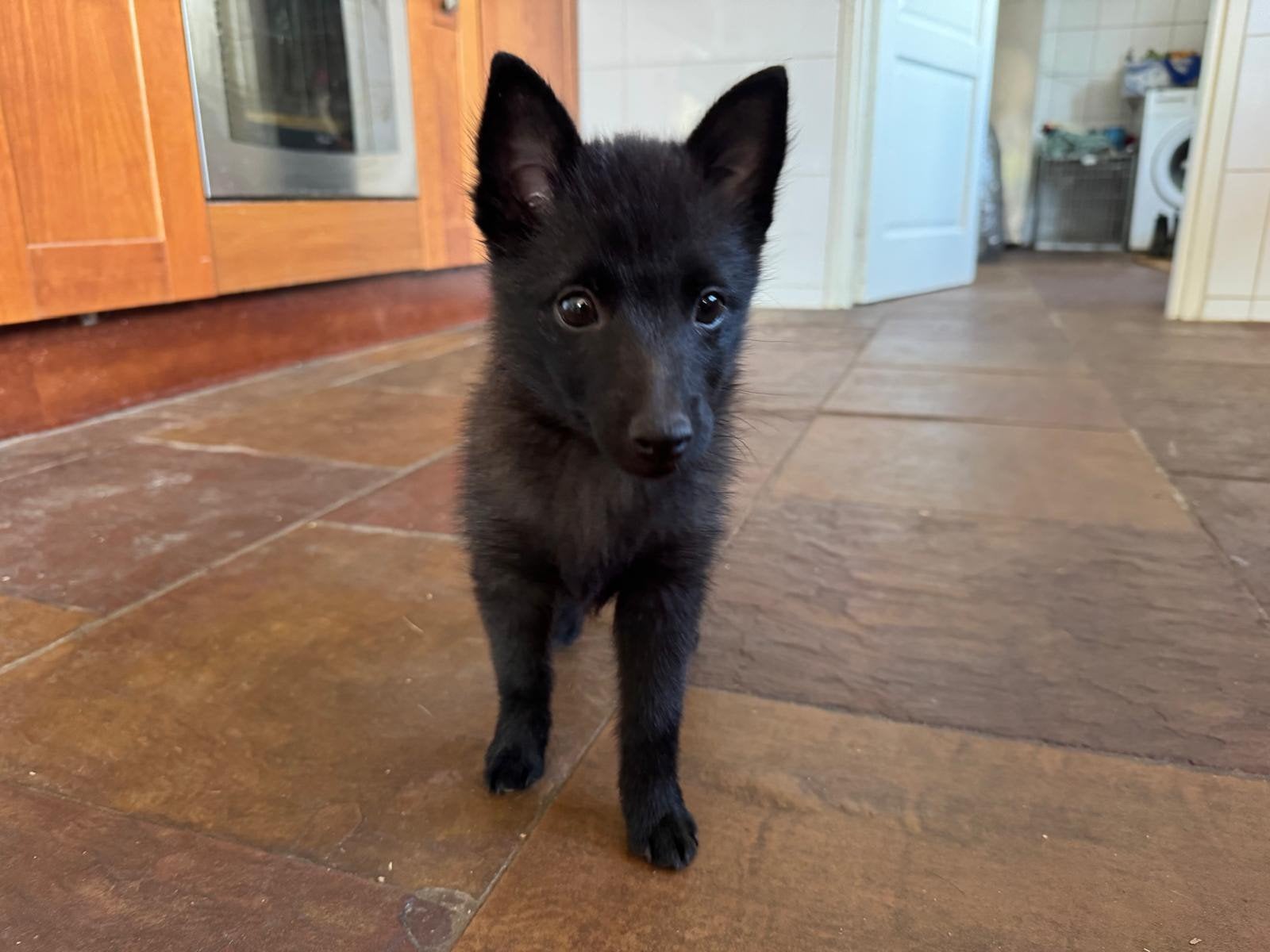 Schipperke pups te koop! Nog 1 reu beschikbaar., 8 tot 15 weken, Meerdere, Meerdere dieren, Herder
