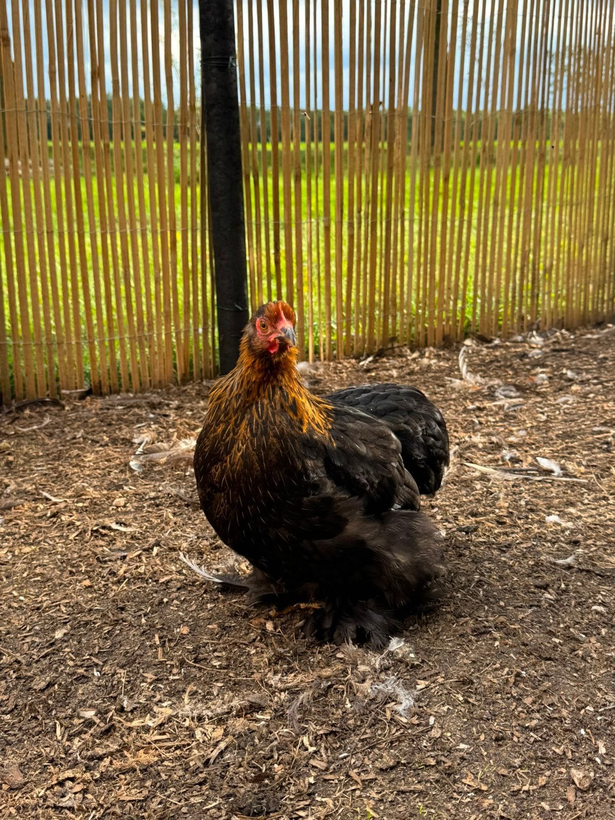 Mooie Cochin kriel hen en haan, Dieren en Toebehoren, Pluimvee, Meerdere dieren, Kip