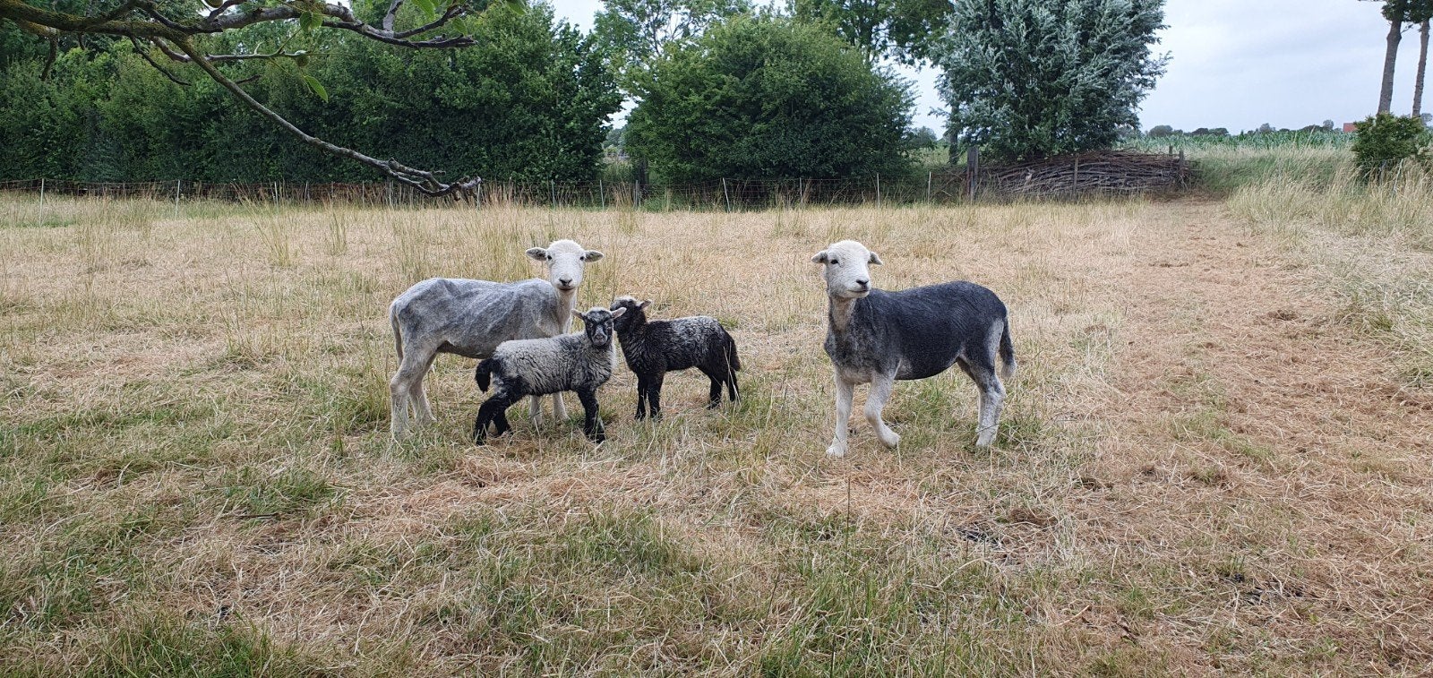 Herdwicks met lammeren, Meerdere dieren, Schaap