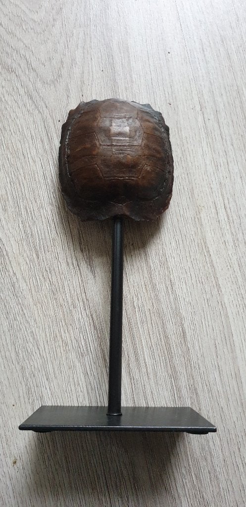 klein schildpad schild nep op staander, Ophalen of Verzenden, Nieuw, Dier