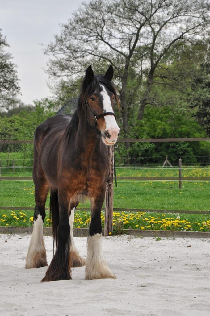 Prachtige 6 jarige grote drumhorse/tinker merrie, Merrie, 175 cm of meer, Recreatiepaard, 3 tot 6 jaar