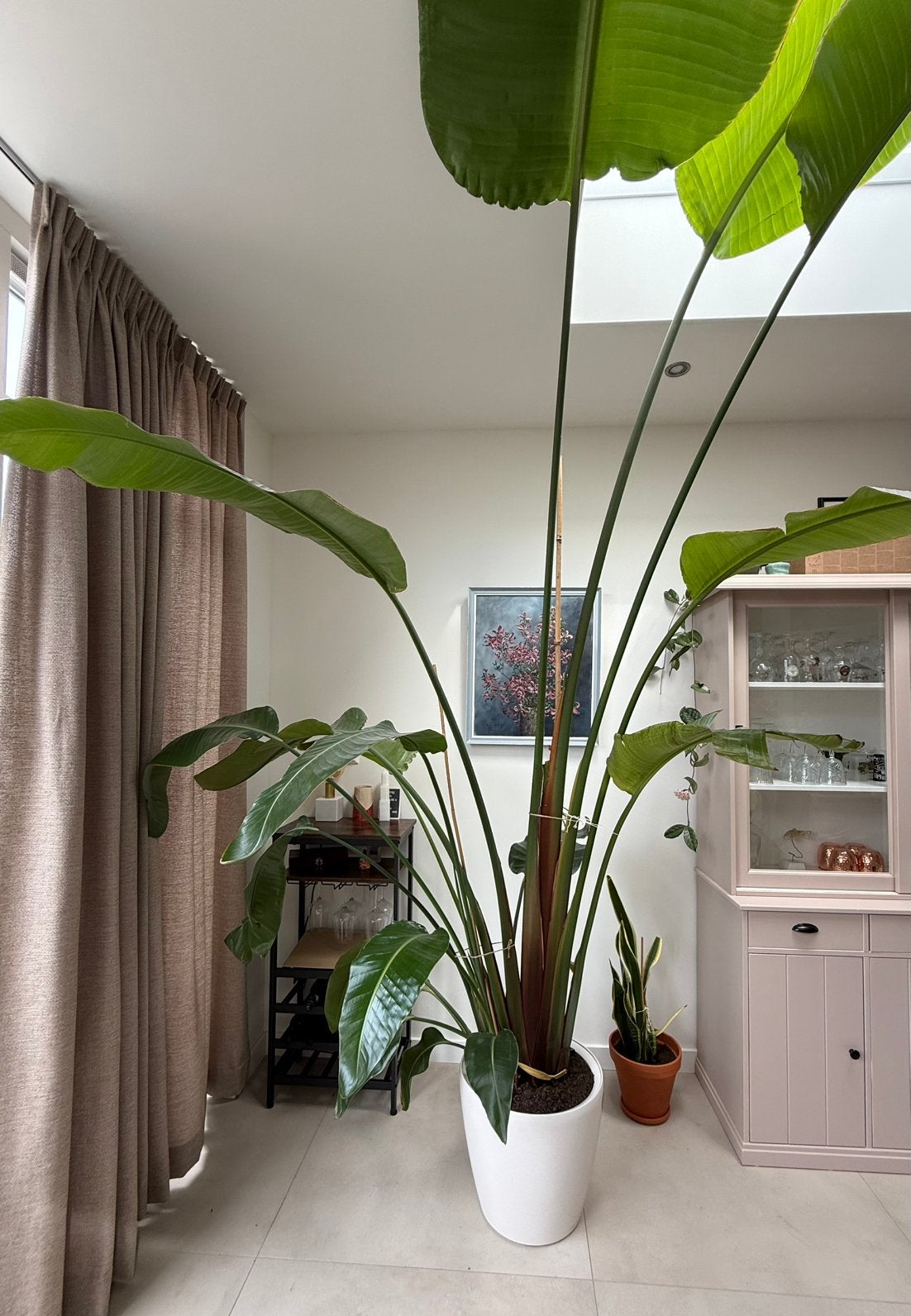 Grote Strelitzia Nicolai incl Lechuza pot, Huis en Inrichting, Kamerplanten, Ophalen, 200 cm of meer, Overige soorten, In pot