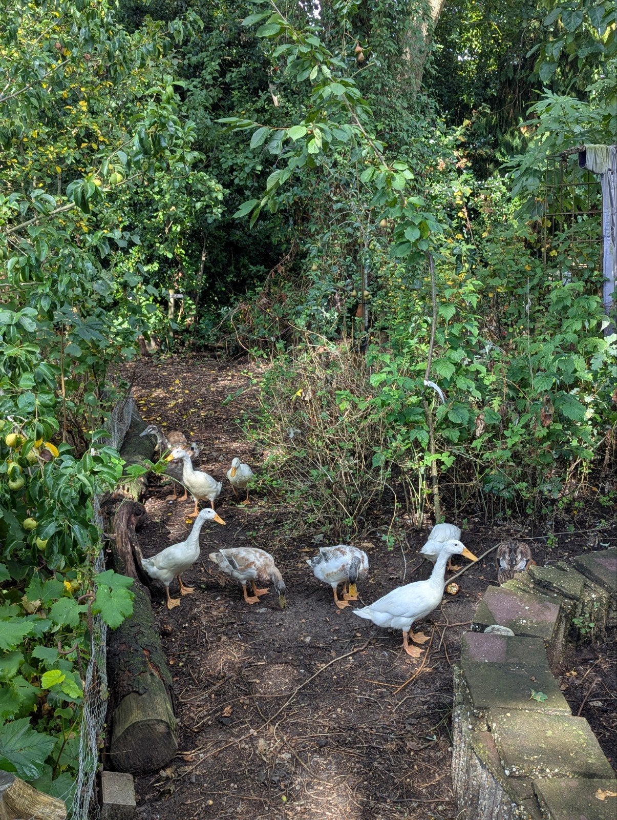 loopeenden. Woerden van dit jaar. 2 vrouwtjes van vorig jaar, Dieren en Toebehoren, Pluimvee, Meerdere dieren, Eend