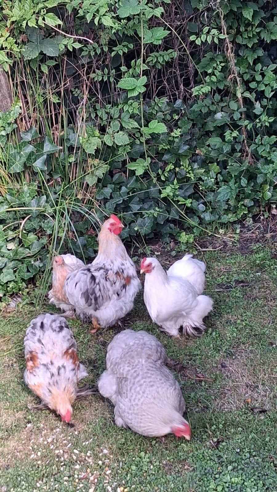 cochin, Dieren en Toebehoren, Pluimvee, Meerdere dieren, Kip