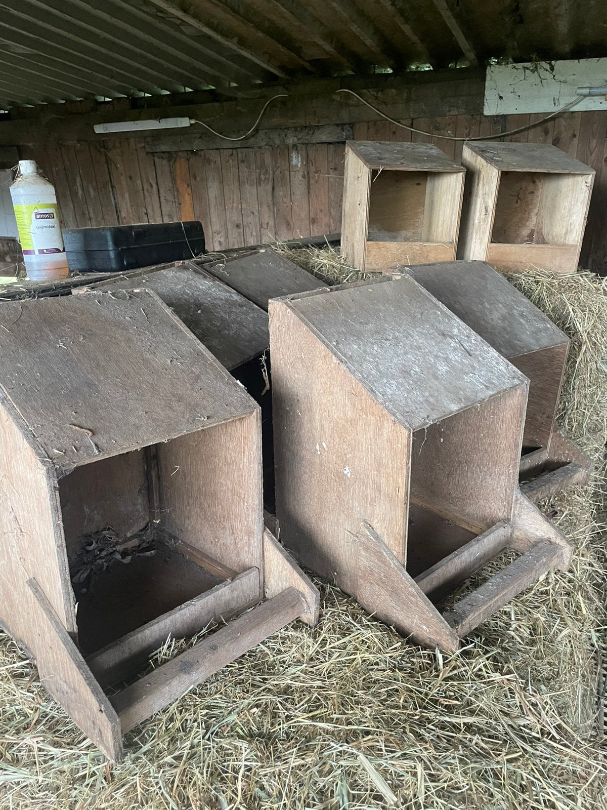 Nestbakken kippen, Vrouwelijk, Kip