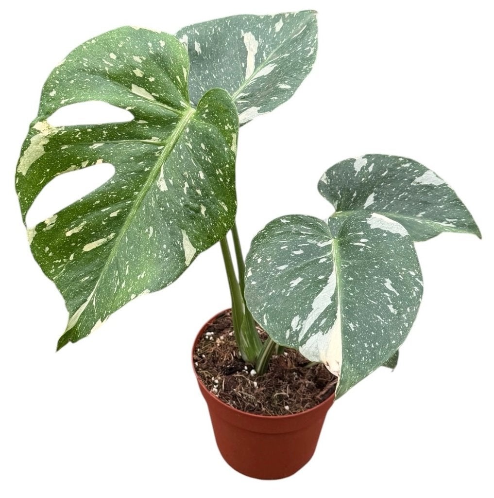 Monstera Thai Constellation | P14 | 30 CM Hoog, Overige soorten, In pot, Minder dan 100 cm, Groene kamerplant