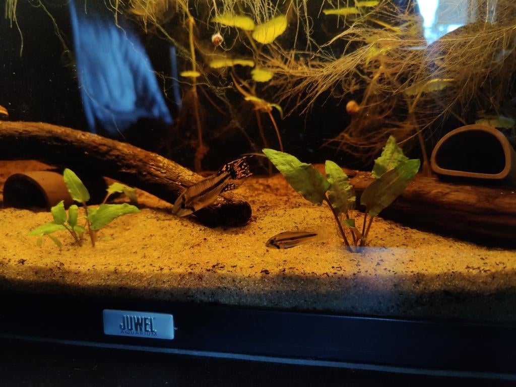 Apistogramma cacatuoides, Vis