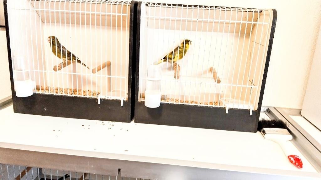 Kanaries, Dieren en Toebehoren, Vogels | Kanaries, Mannelijk, Kleurkanarie