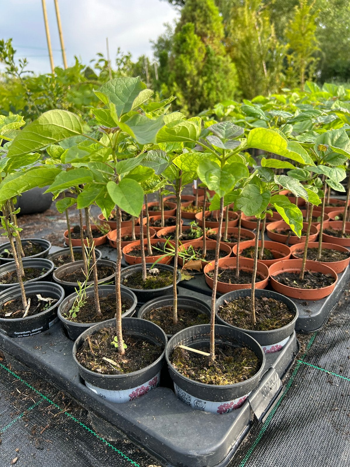 Catalpa boompjes, Trompetboom, Bignoniaceae., Tuin en Terras, Planten | Bomen, Overige soorten, Minder dan 100 cm, Zomer, Ophalen
