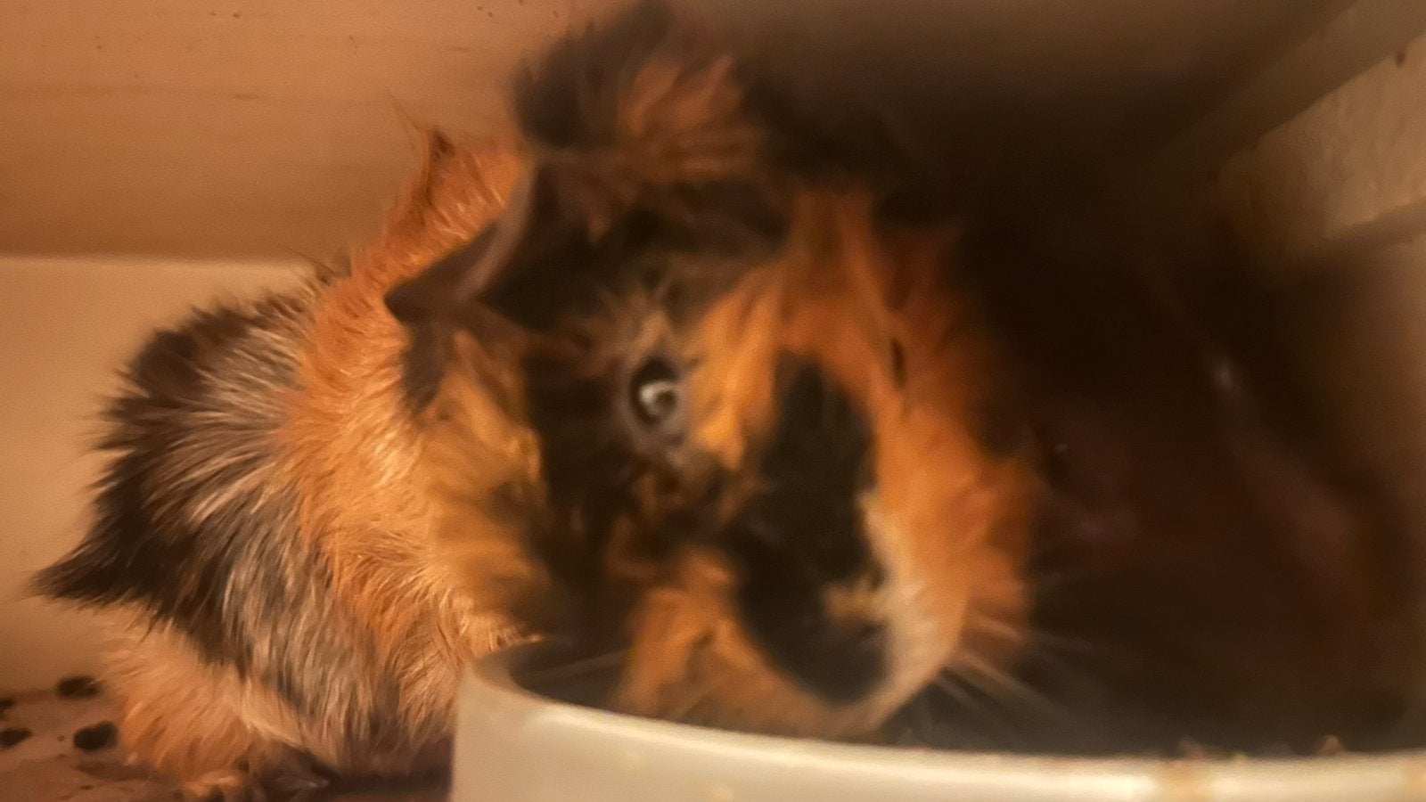 Super lieve cavia’s, Dieren en Toebehoren, Knaagdieren, Cavia, Mannelijk, November, Tam