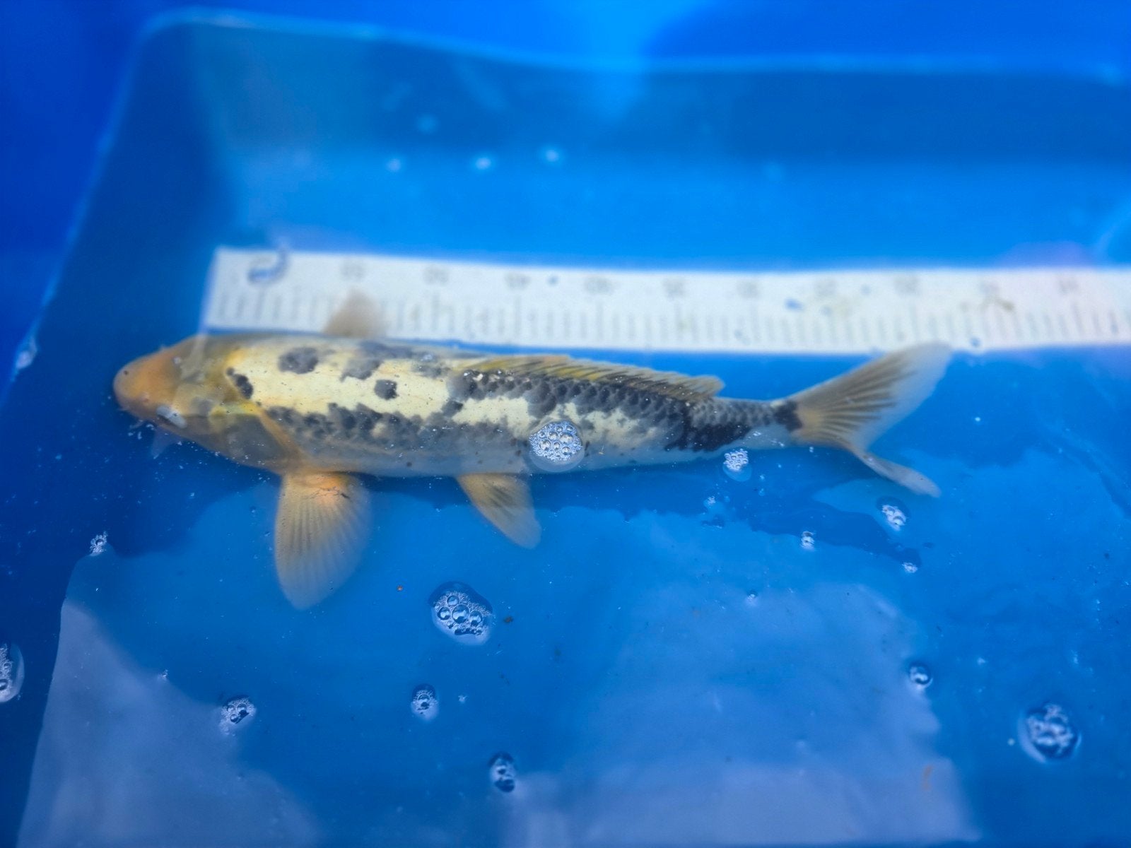leuke koi karpers, Karper of Koi