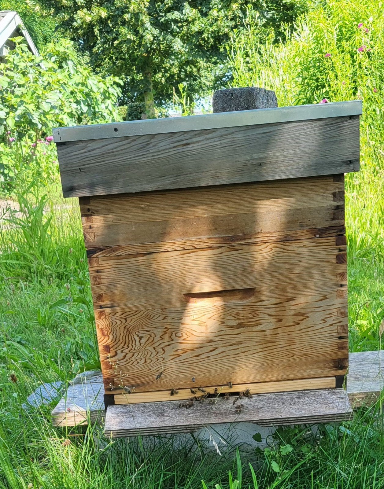 Bijenvolk, Dieren en Toebehoren, Insecten en Spinnen, Bijen