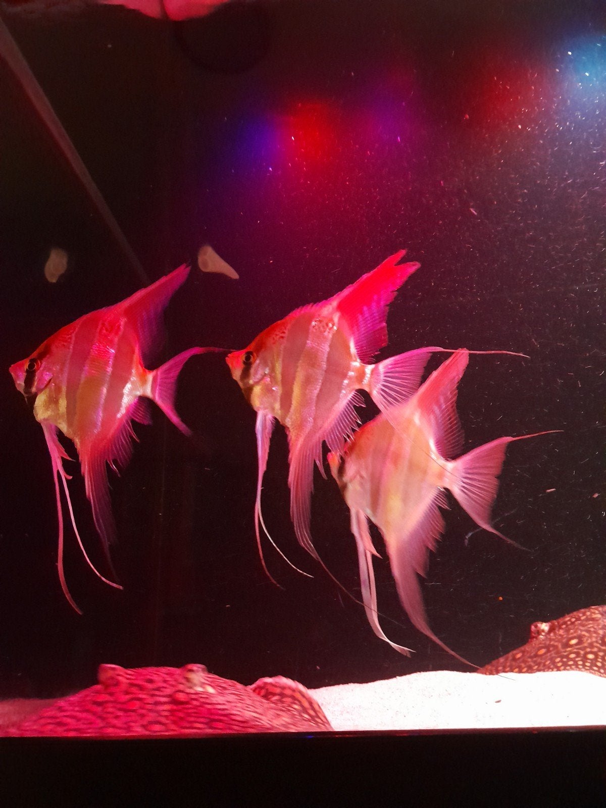 Altum Rio Orinoco 30cm Maanvis, Dieren en Toebehoren, Vissen | Aquariumvissen