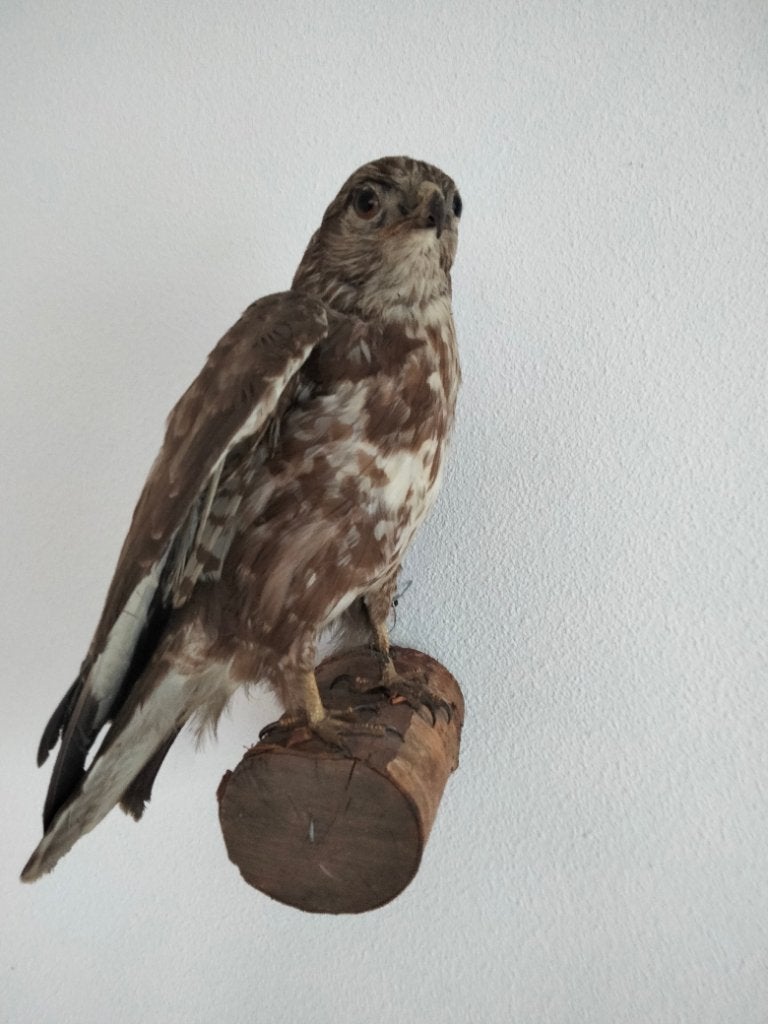 Geprepareerde buizerd, Ophalen, Zo goed als nieuw, Vogel, Opgezet dier