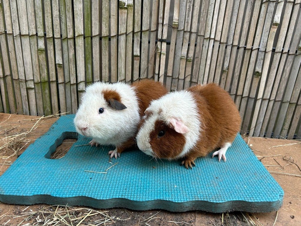 Leuk duo, cavia rex roodbont, Cavia, Januari, Meerdere dieren, Tam
