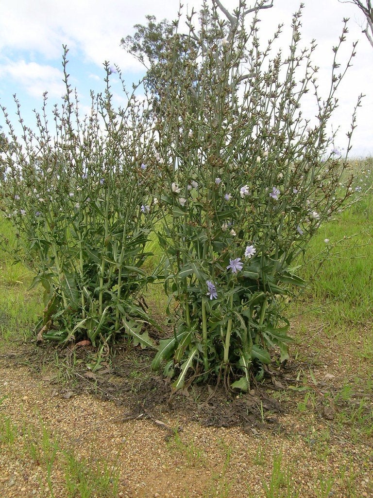Foto 3 van Cichorium intybus - cichorei, Bio
