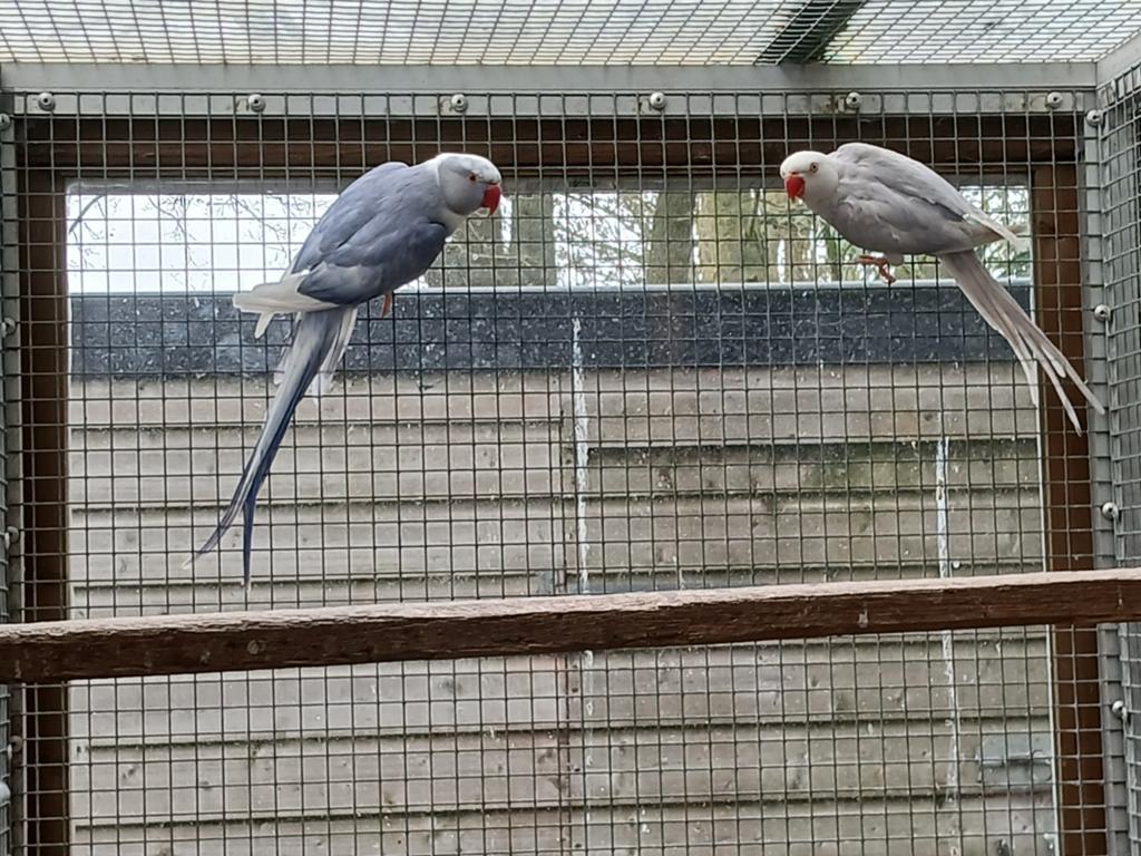 Kweekkoppel halsbandparkieten, Dieren en Toebehoren, Meerdere dieren, Parkiet