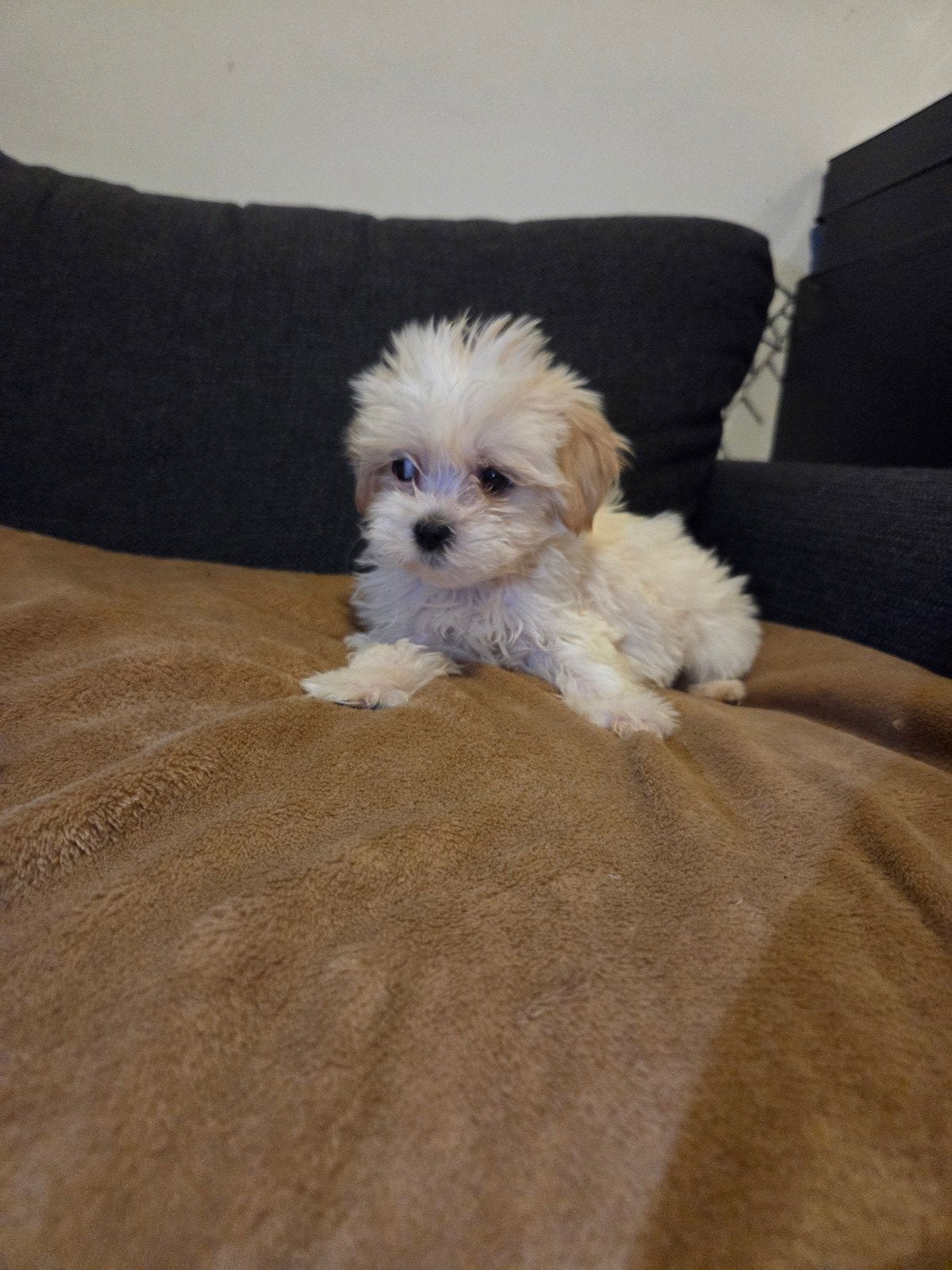 Maltipoo pups DE LAATSTE maltezer x toy poedel, Overige rassen, 8 tot 15 weken, Parvo, Meerdere