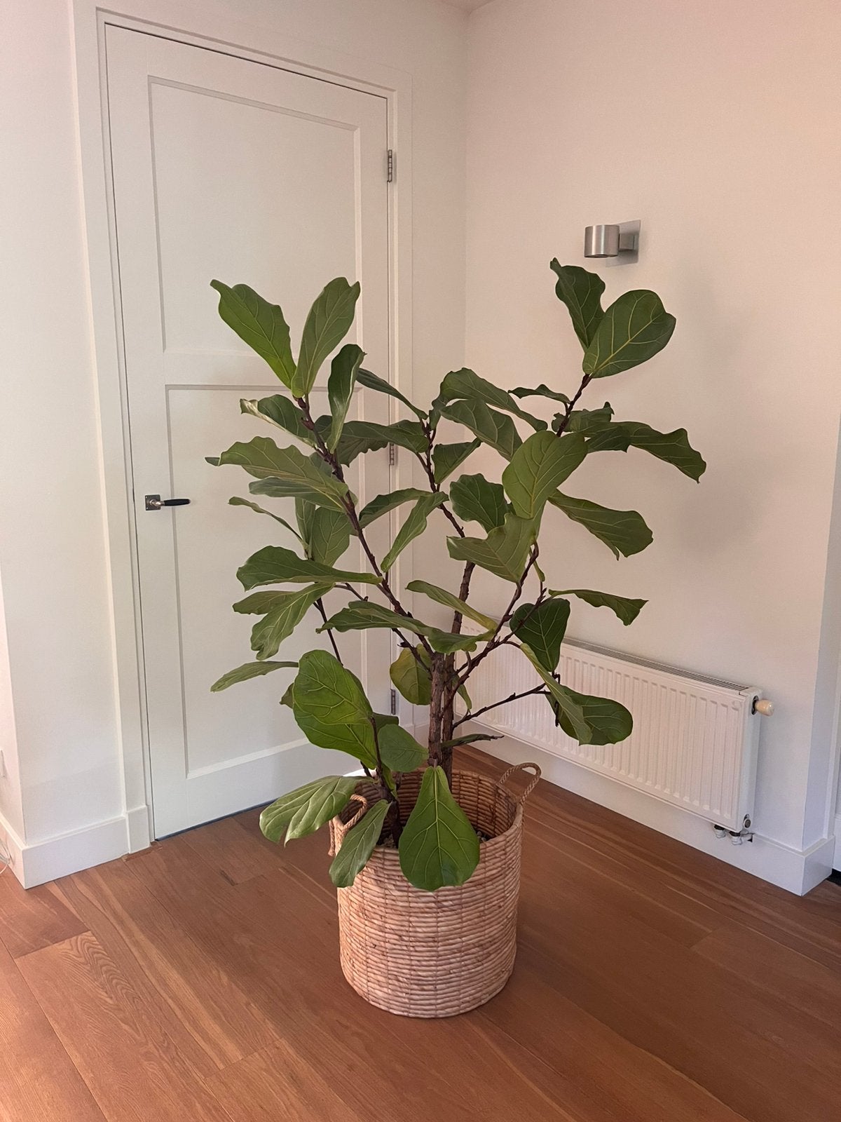 Ficus Lyrata, Ophalen, Ficus, Halfschaduw, 150 tot 200 cm