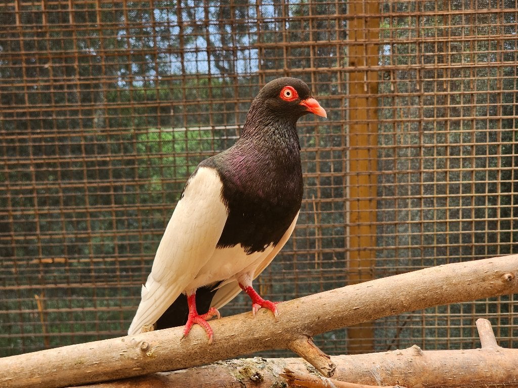 Eksterduif | Koppels | Onverwant, Dieren en Toebehoren, Vogels | Duiven, Meerdere dieren, Overige soorten