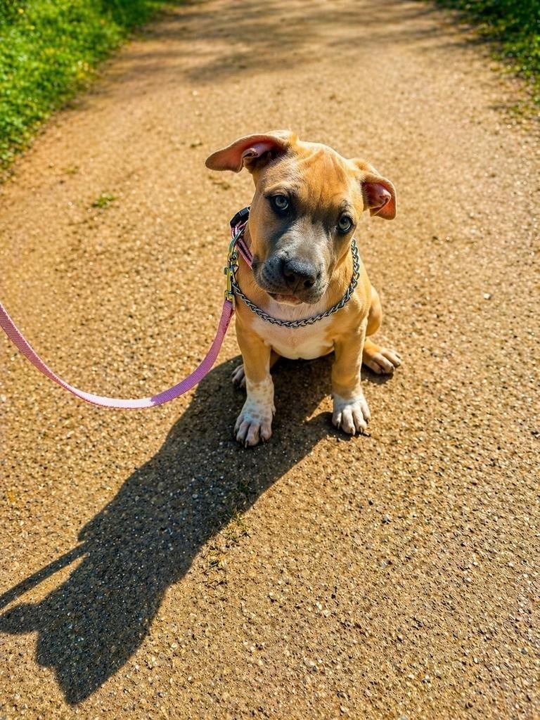 American bully standaard/xl teefje, Dieren en Toebehoren, Parvo, Overige rassen, 8 tot 15 weken, Teef