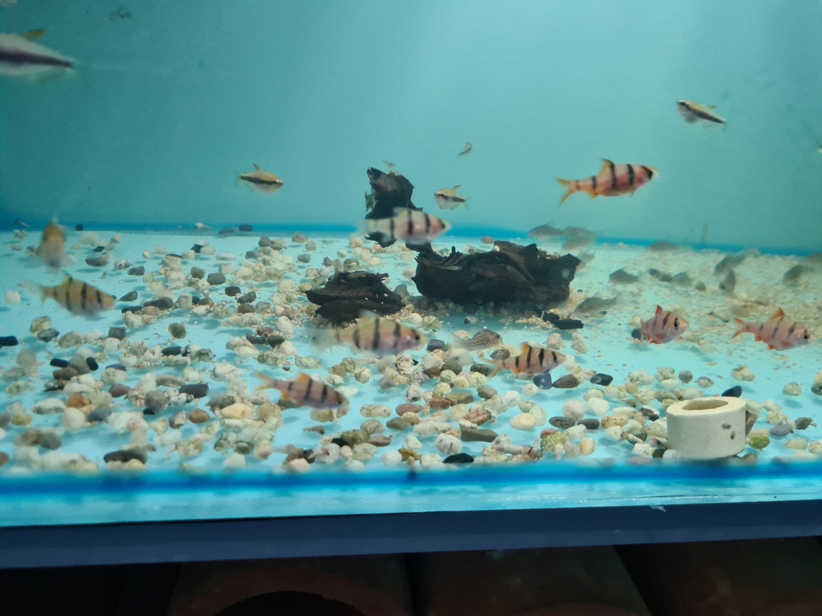 Vijfstreepbarbeel, Desmopuntius Pentazona, Dieren en Toebehoren, Vis, Zoetwatervis