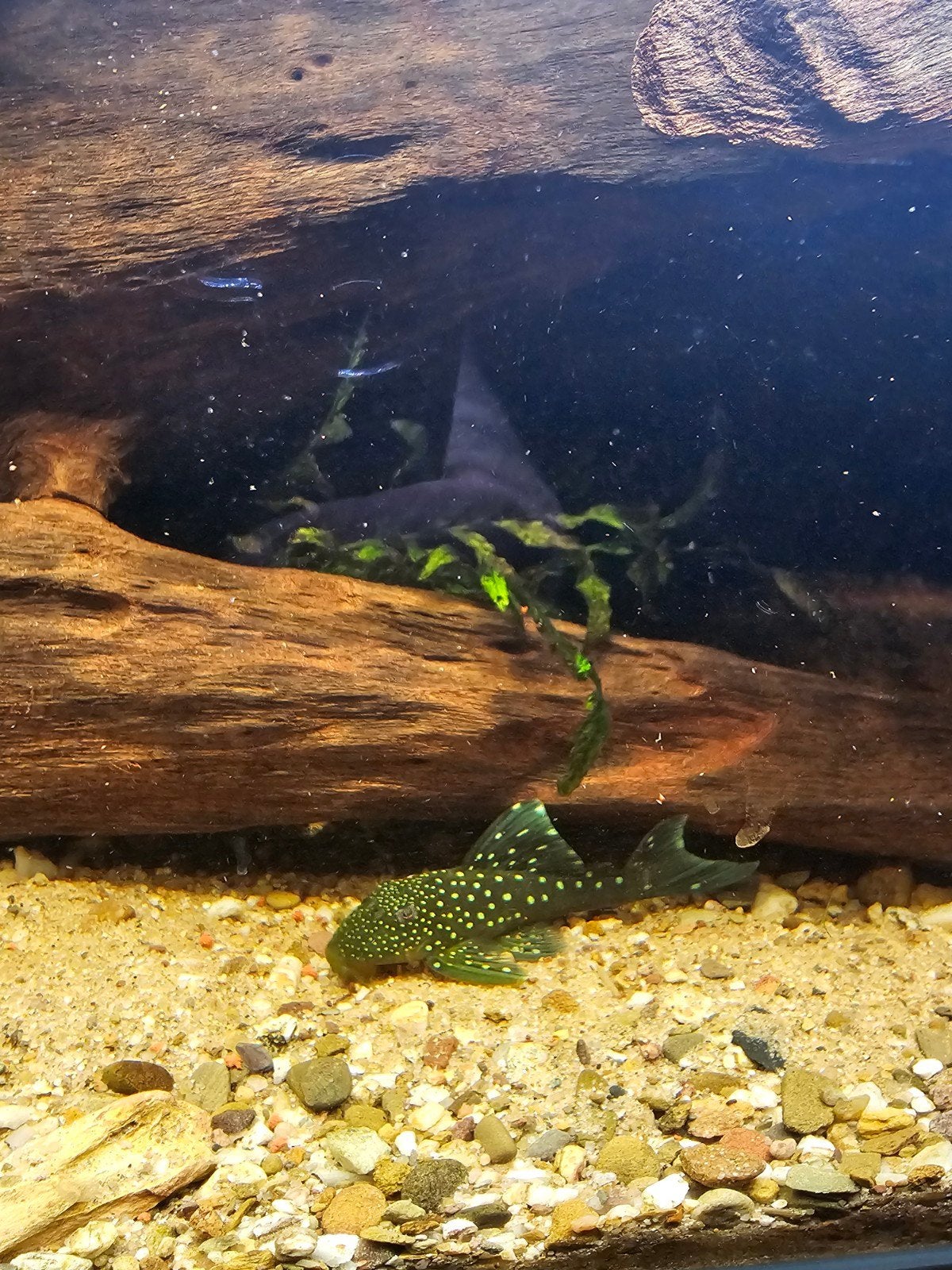 4 algeneters L nummers / L128 L136 L266 L236sw, Dieren en Toebehoren, Vissen | Aquariumvissen, Vis