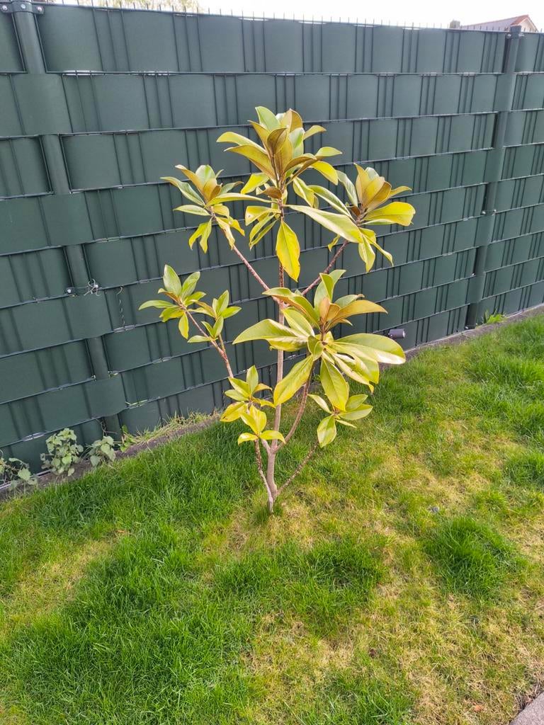Magnolia - Beverboom, Ophalen