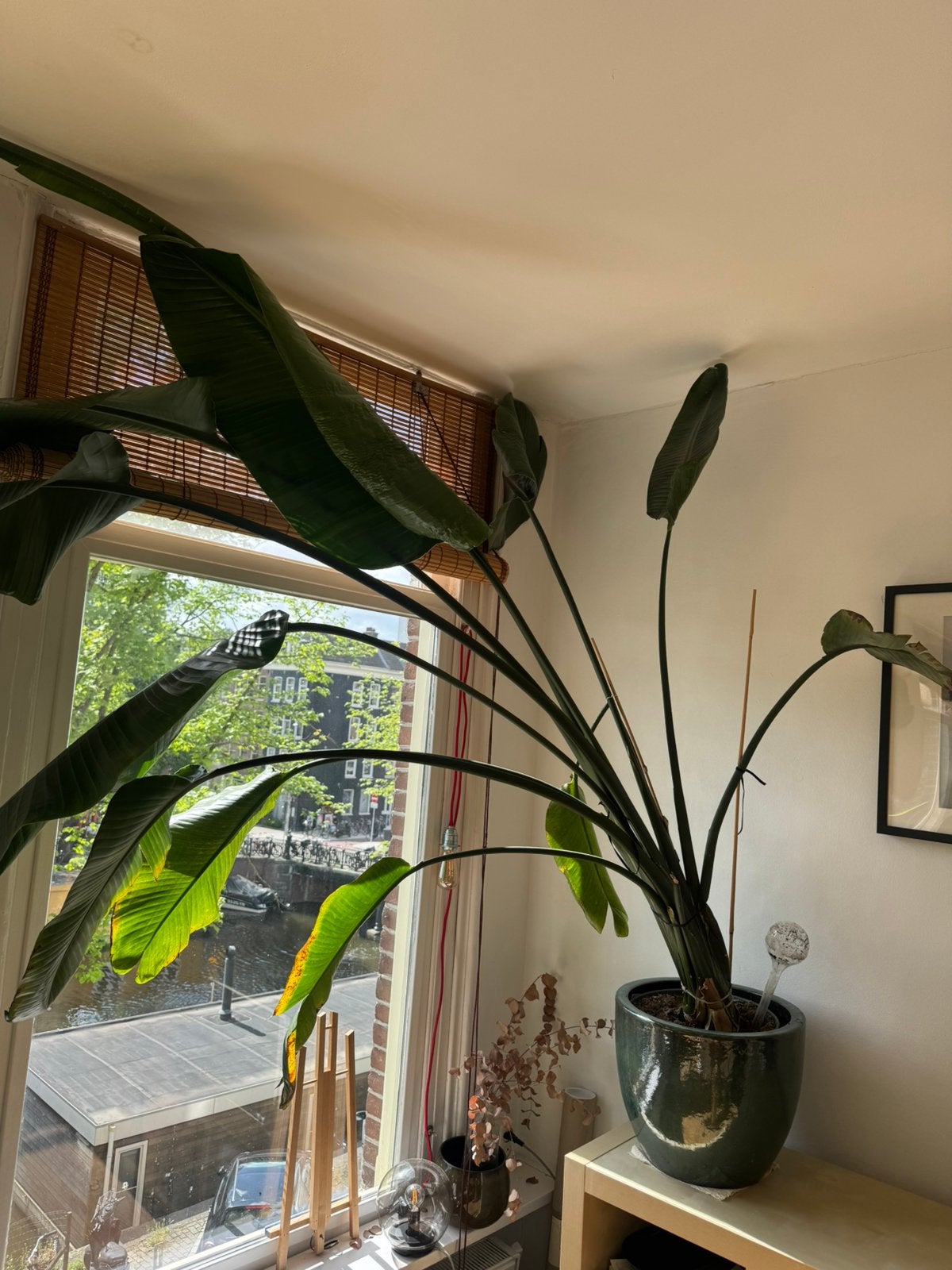 Strelitzia Nicolai plant with premium pot, 1,70m tall, Ophalen, Halfschaduw, Minder dan 100 cm