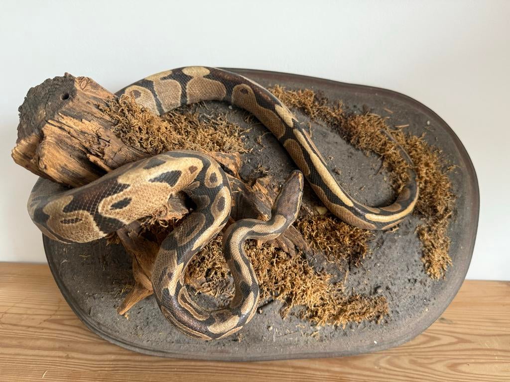 Taxidermie zeer mooi. opgezette konings python Ball Python - unknown for sale from h.bakker