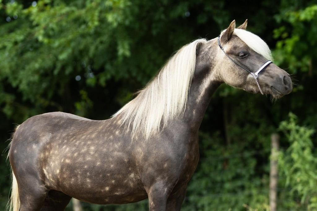 Uniek NMPRS silverdapple span. Merrie en merrie veulen, Dieren en Toebehoren, Pony's, Merrie, A pony (tot 1.17m), Met stamboom