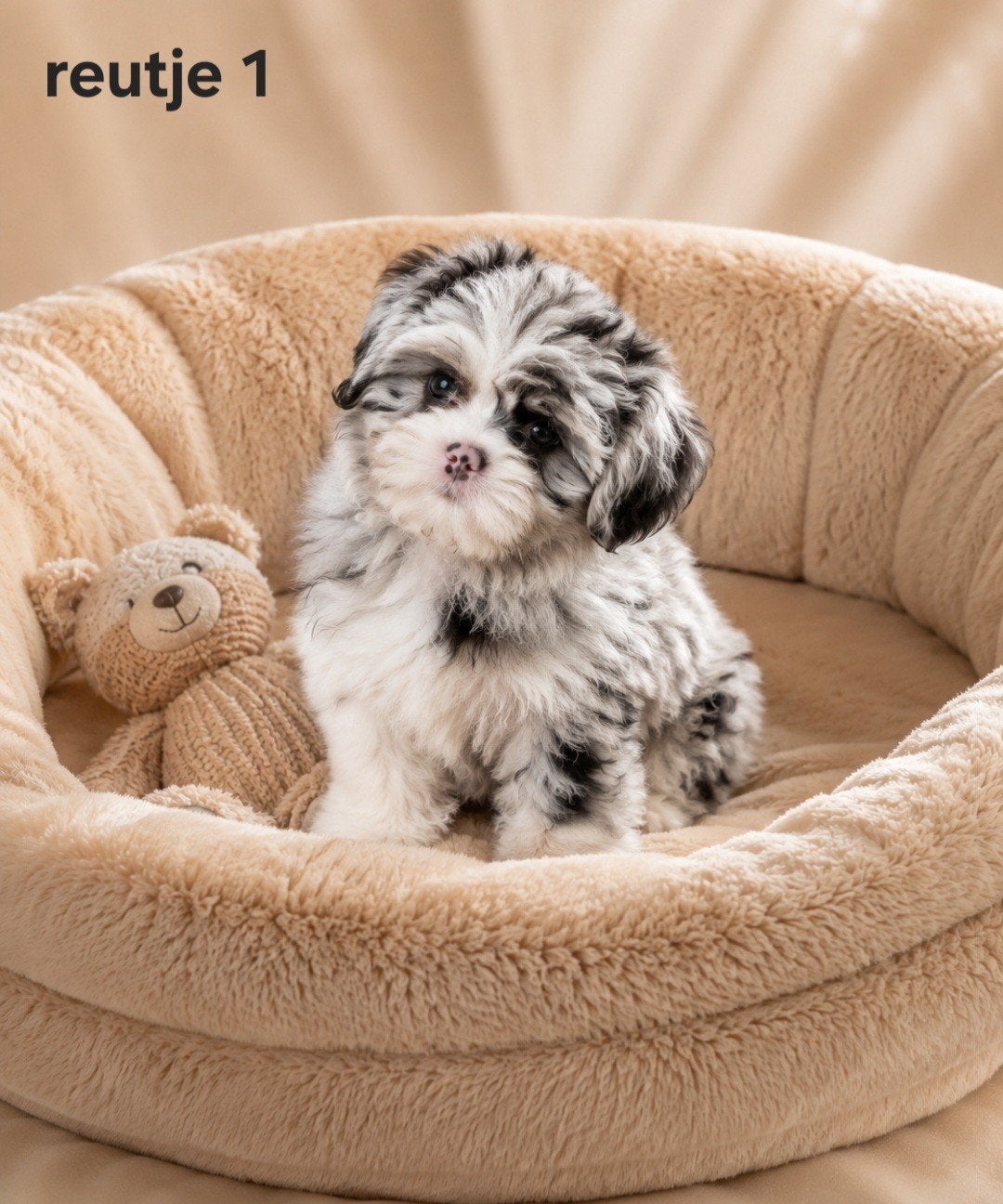 super mooie boomer pups. shih tzu maal maltezer, Dieren en Toebehoren, Parvo, Overige rassen, 8 tot 15 weken, Meerdere