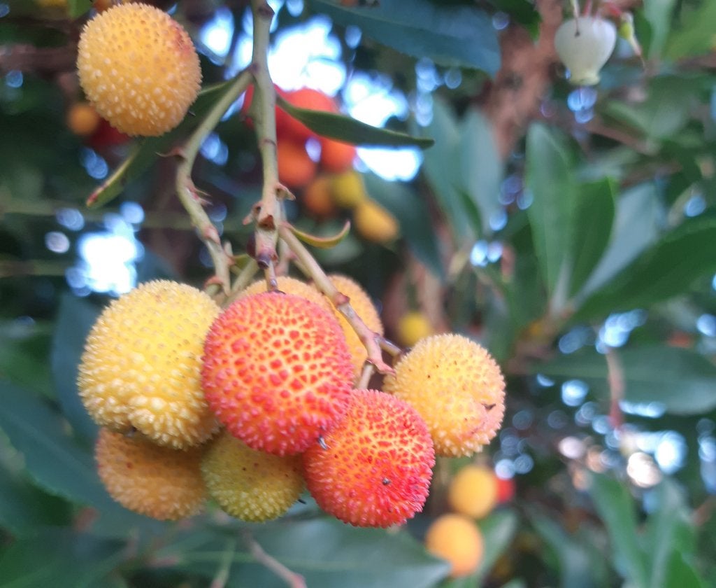aarbeienboom 40-60 cm (Arbutus unguicularis rubra), Ophalen of Verzenden, Minder dan 100 cm, Overige soorten, Lente