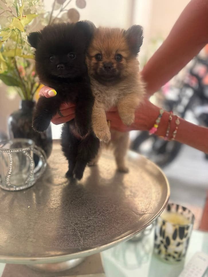 Gezonde pomeriaan puppys mogen al weg, 8 tot 15 weken, Parvo, Meerdere, Meerdere dieren