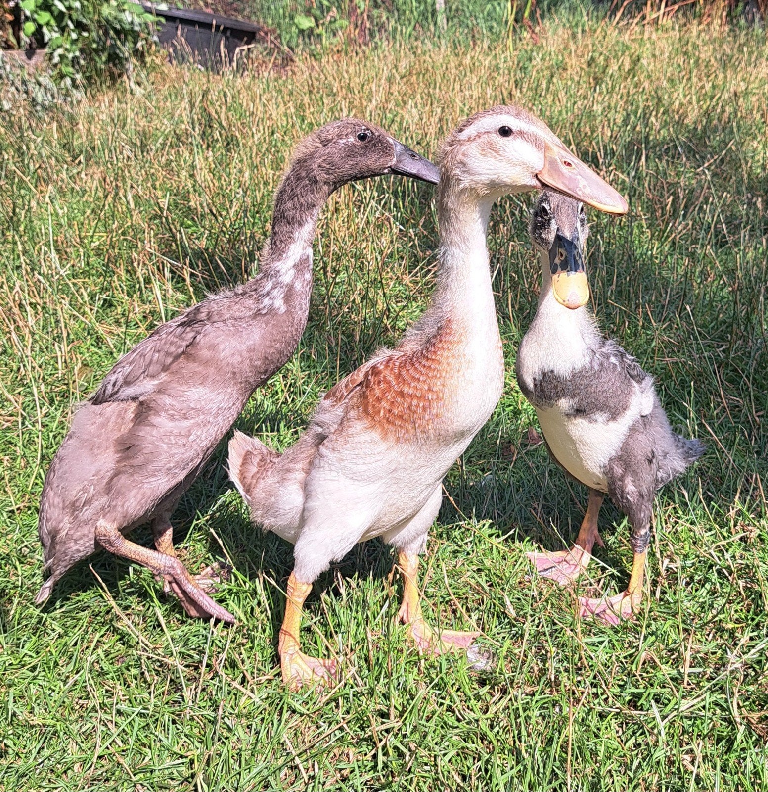 prachtige indische loopeenden, Meerdere dieren, Eend