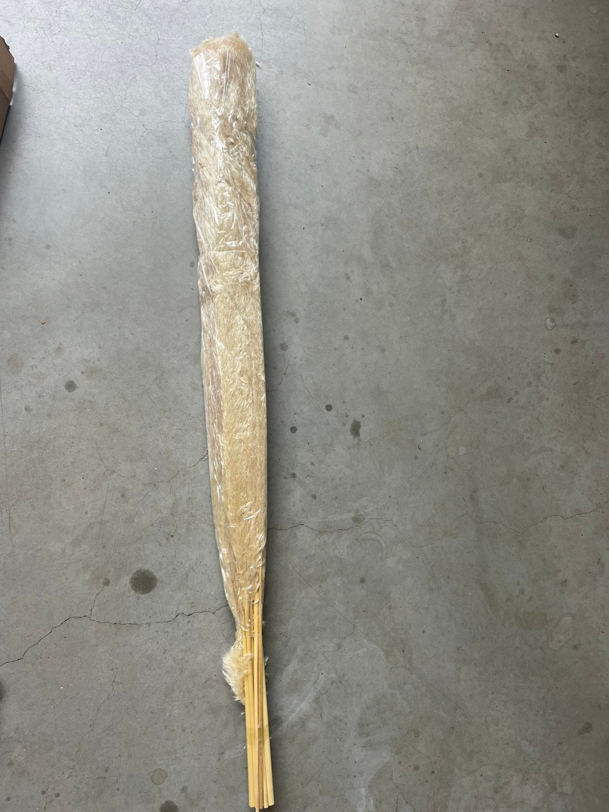 Pampas pluimen nieuw!, Ophalen of Verzenden, Nieuw