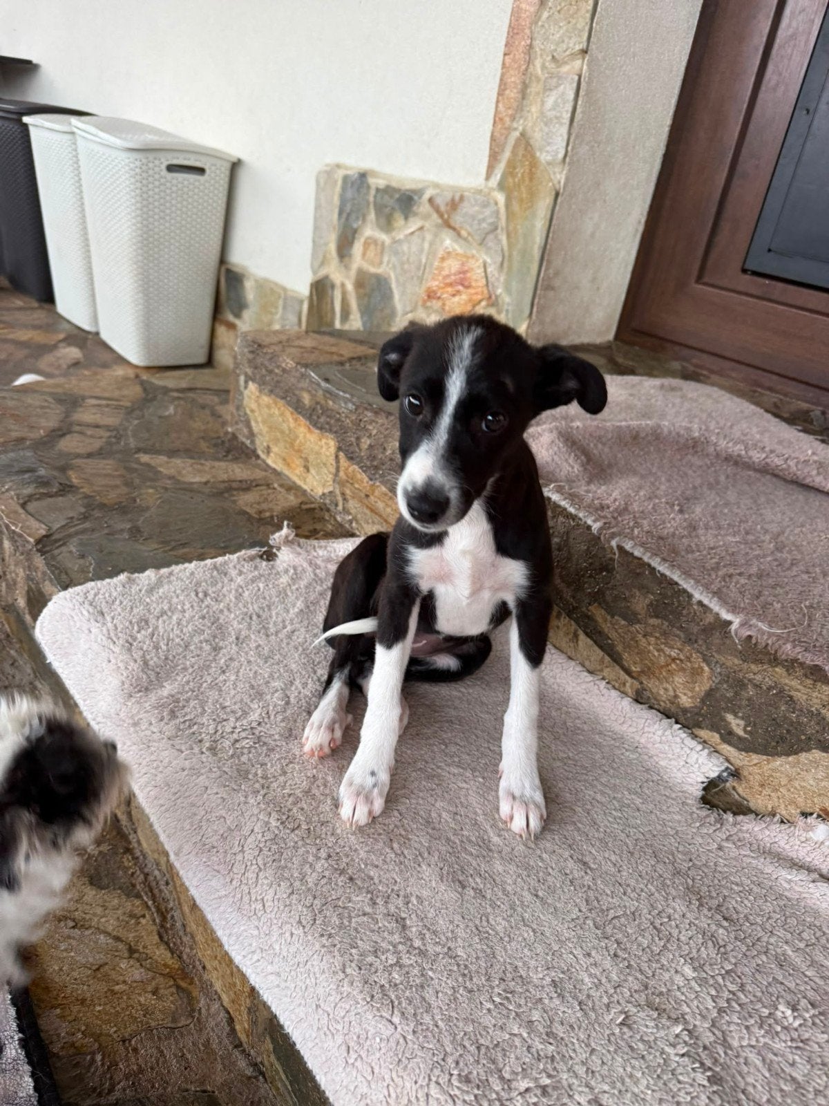 teef Sira adoptiehond, puppy zoekt baas, Dieren en Toebehoren, Particulier, 8 tot 15 weken, Buitenland, Teef