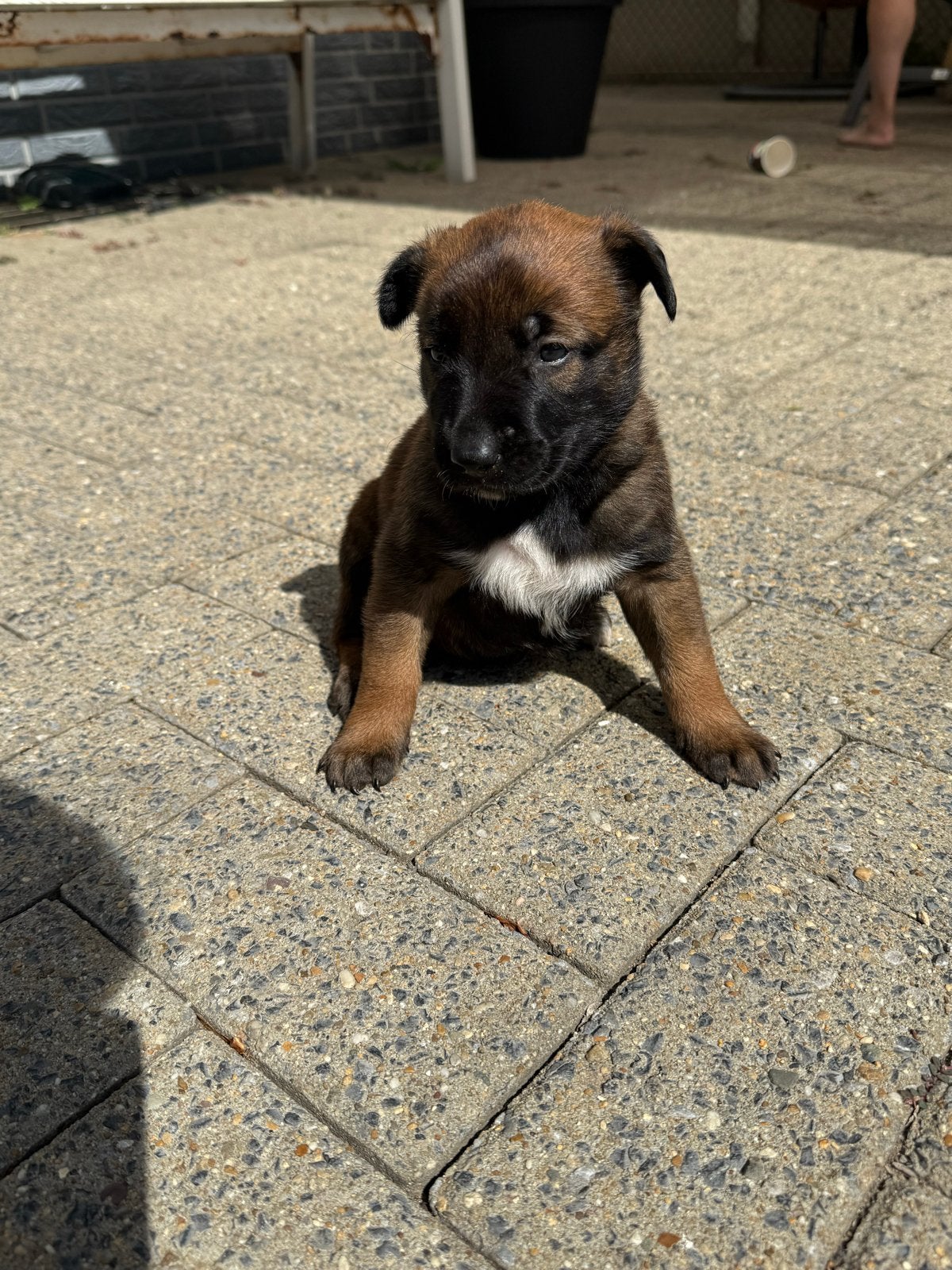 Mechelse herder !, 8 tot 15 weken, Parvo, Meerdere, Meerdere dieren