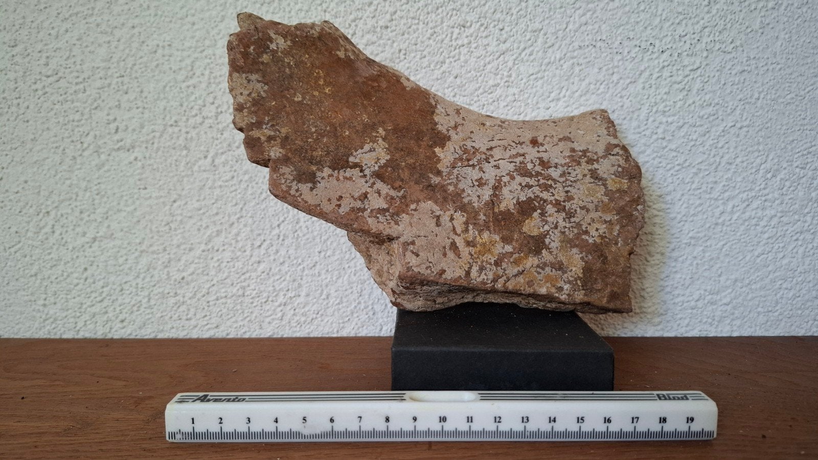 Bekkenfragment Wolharige Mammoet - Pleistoceen Waddenzee, Verzamelen, Ophalen of Verzenden, Fossiel