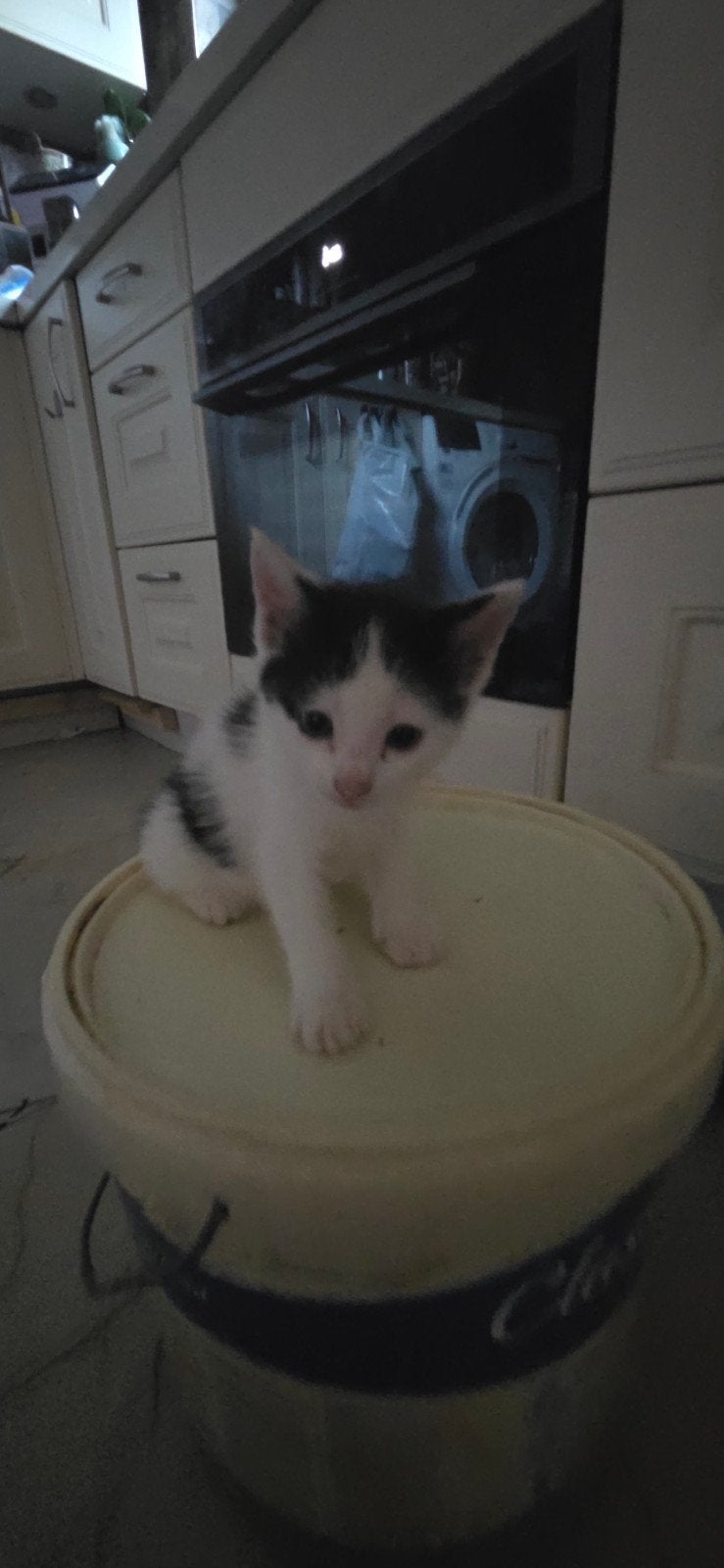 Europese korthaar kittens, Poes, Kortharig, 0 tot 2 jaar