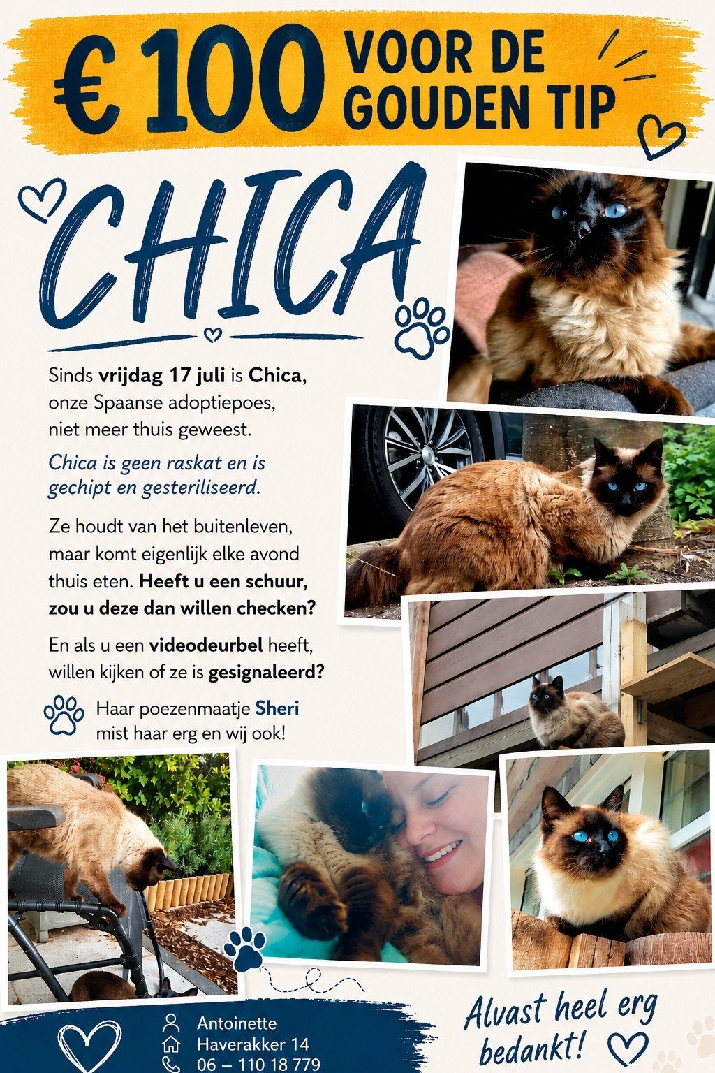 Chica vermist, Kat