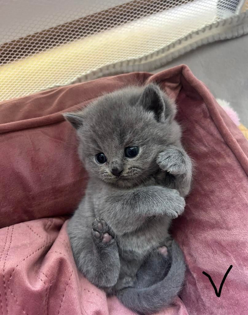 Raszuivere britse korthaar lilac, Blue point en meer, Meerdere dieren, Ontwormd