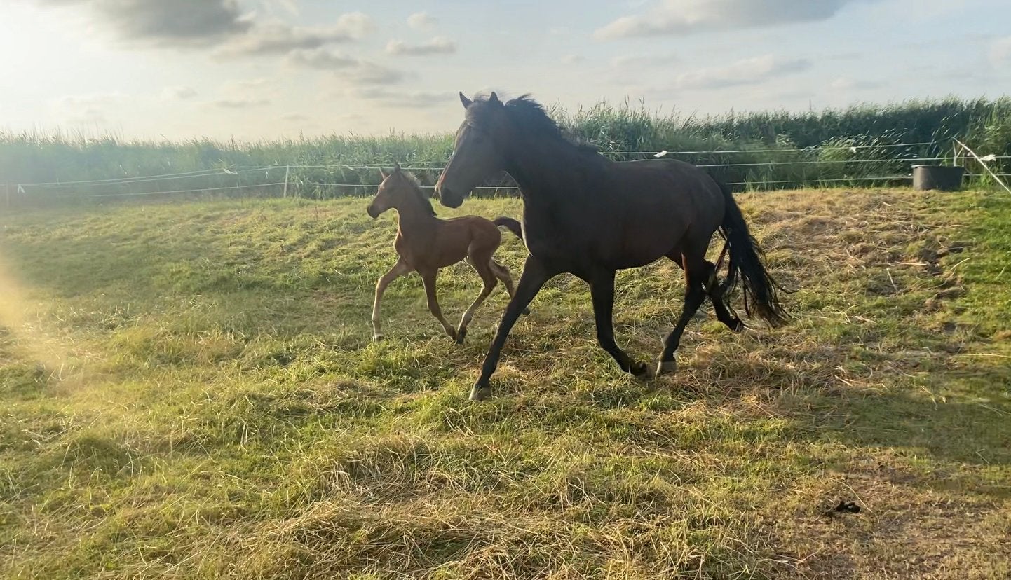 Luxe merrie met prachtige hengstveulen, Dieren en Toebehoren, Paarden, Merrie, Met stamboom, Dressuurpaard, 3 tot 6 jaar