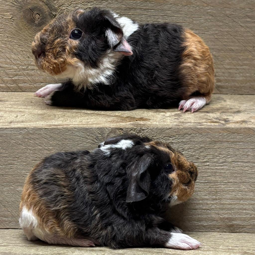 Us teddy beertje choco buff wit, Dieren en Toebehoren, Knaagdieren, Cavia, April, Mannelijk, Tam